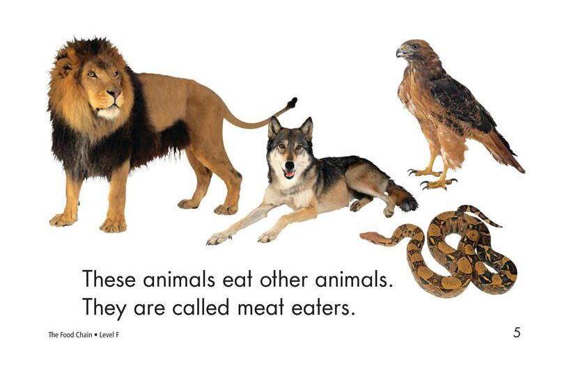 The Food Chain绘本故事第5页