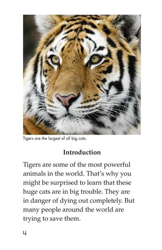 Saving the Last Wild Tigers绘本故事第3页