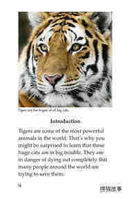 Saving the Last Wild Tigers绘本故事第3页