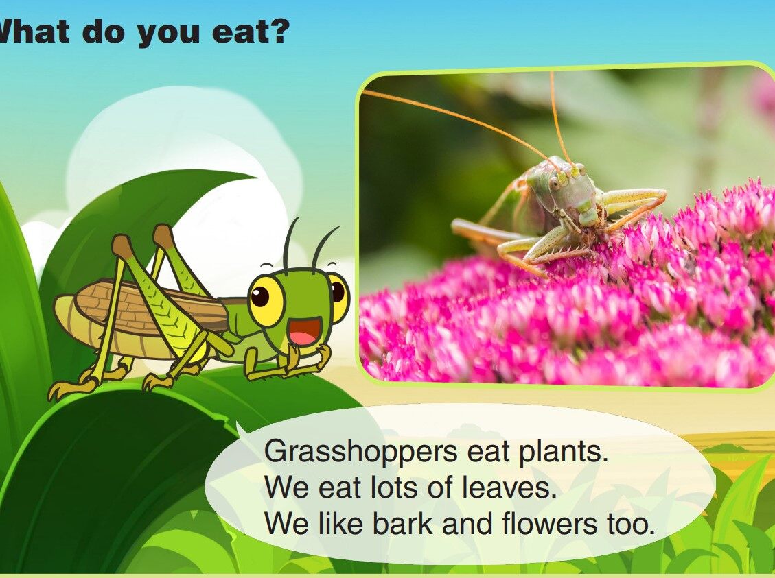 Grasshopper绘本故事第5页