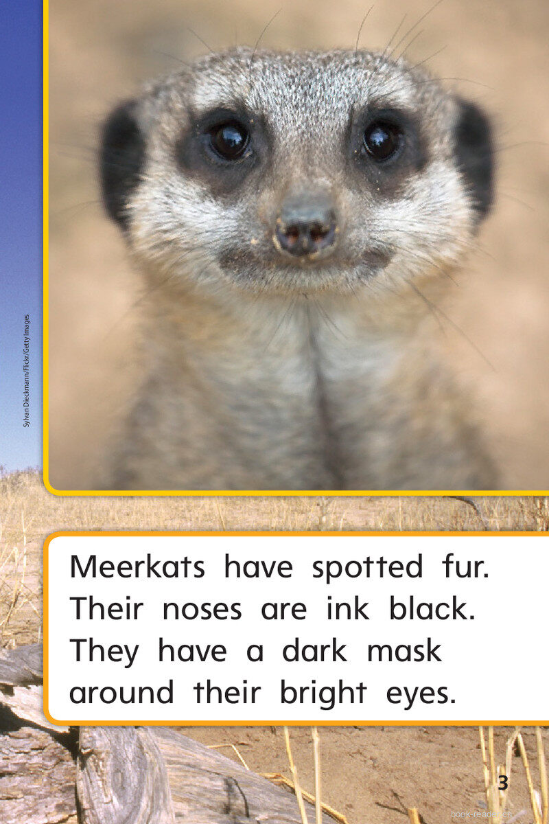 G1 On U2W3 Meerkat Family绘本故事第5页