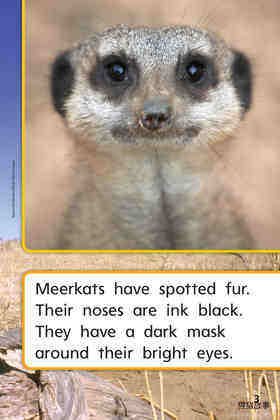 G1 On U2W3 Meerkat Family绘本故事第5页