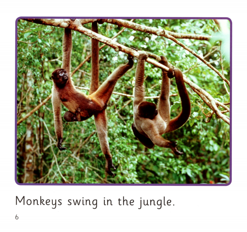 In the Jungle绘本故事第5页