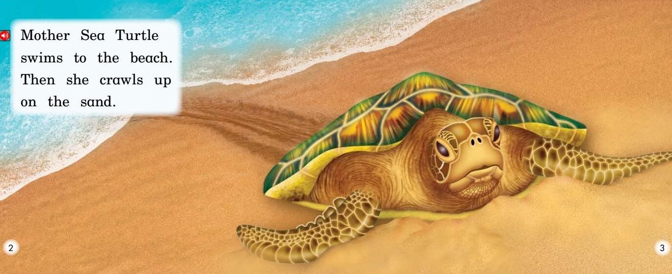 Mother Sea Turtle绘本故事第3页