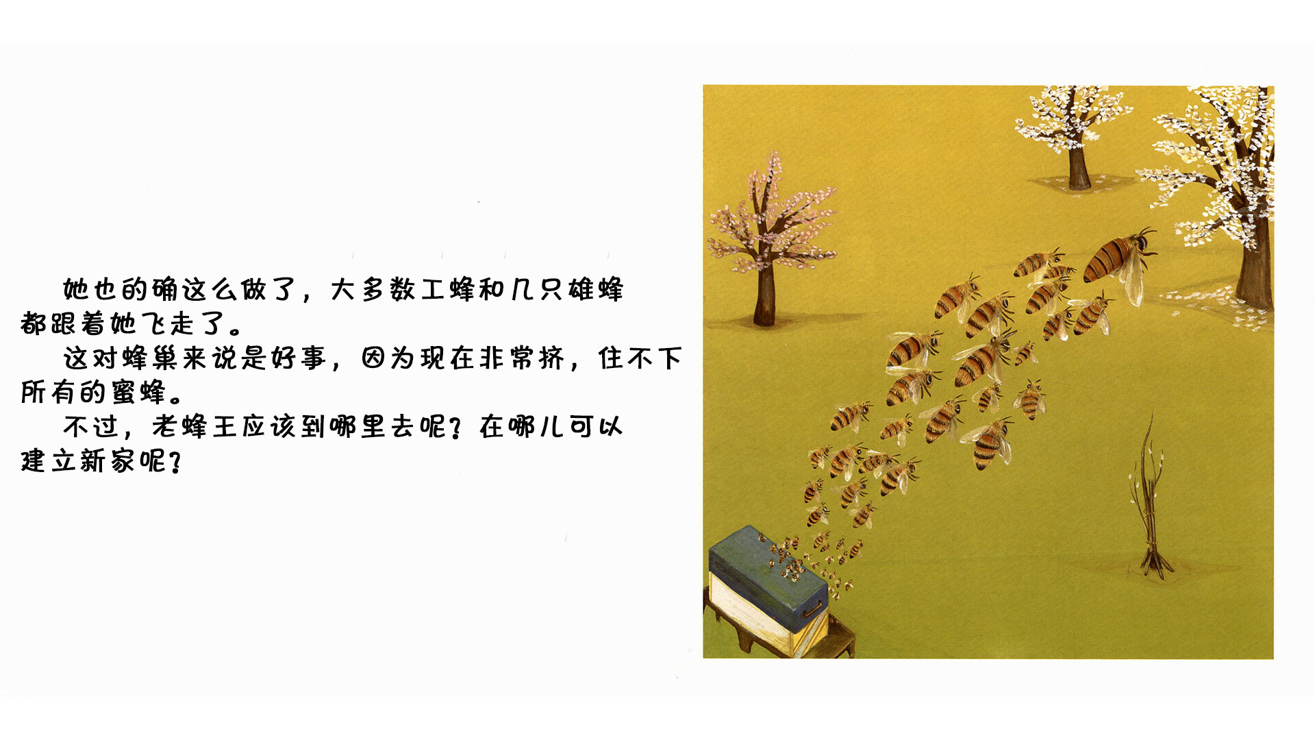 蜜蜂绘本故事第5页