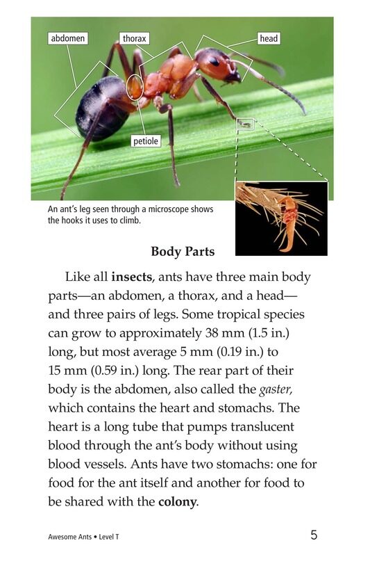 Awesome Ants绘本故事第4页