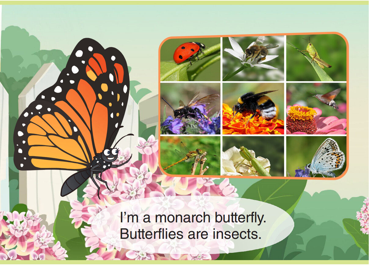 Monarch Butterfly绘本故事第3页
