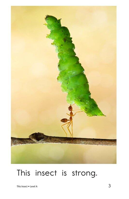 This Insect绘本故事第3页