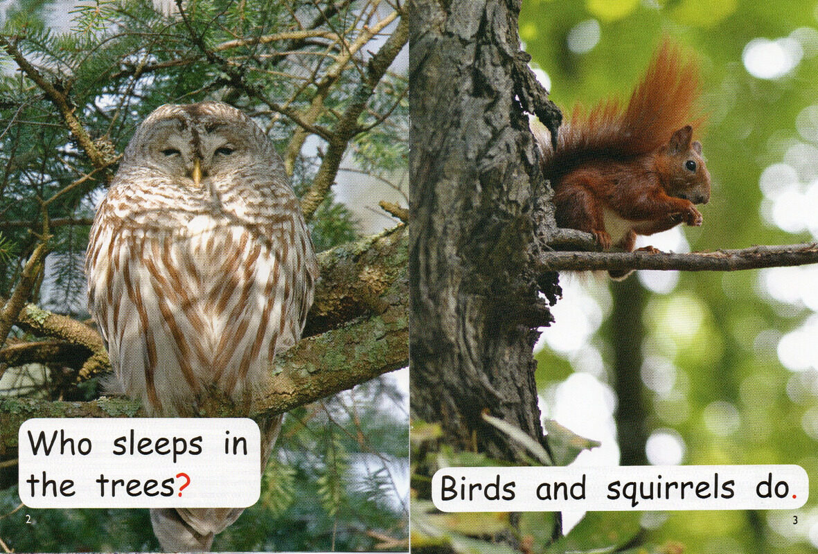 where do animals sleep绘本故事第3页