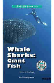 Whale Sharks Giant Fish
