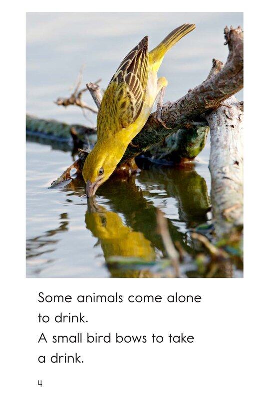 At the Watering Hole绘本故事第4页
