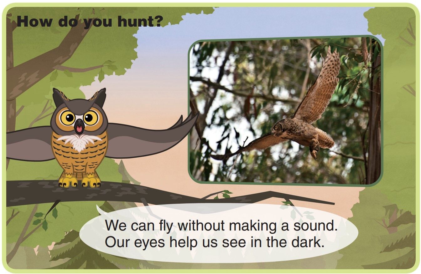 Great Horned Owl绘本故事第5页