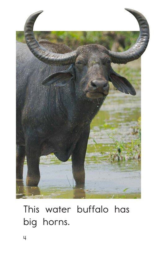 Animal Horns绘本故事第4页