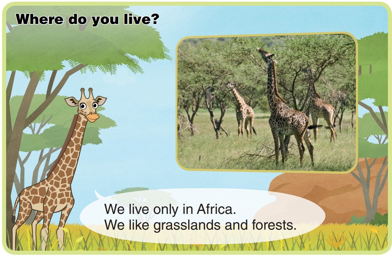 Giraffe绘本故事第4页