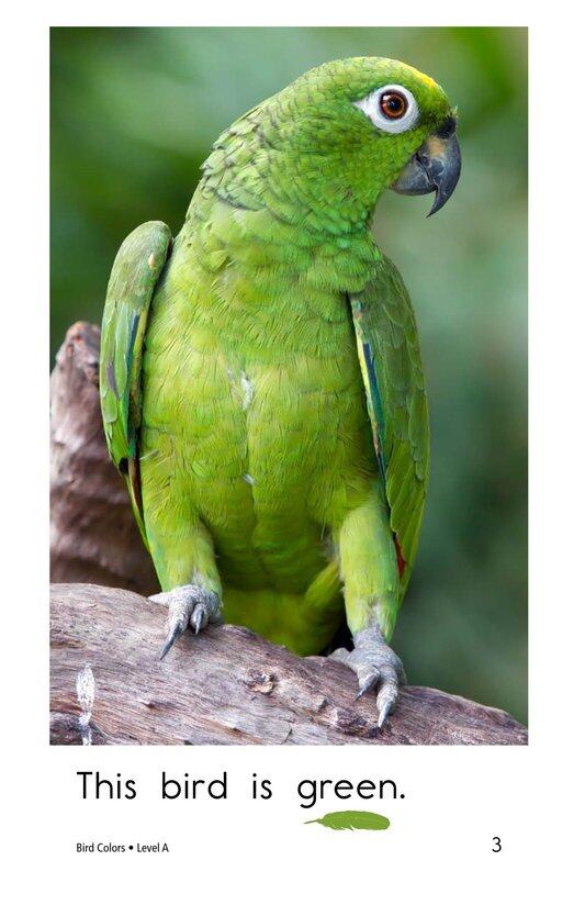 Bird Colors绘本故事第3页