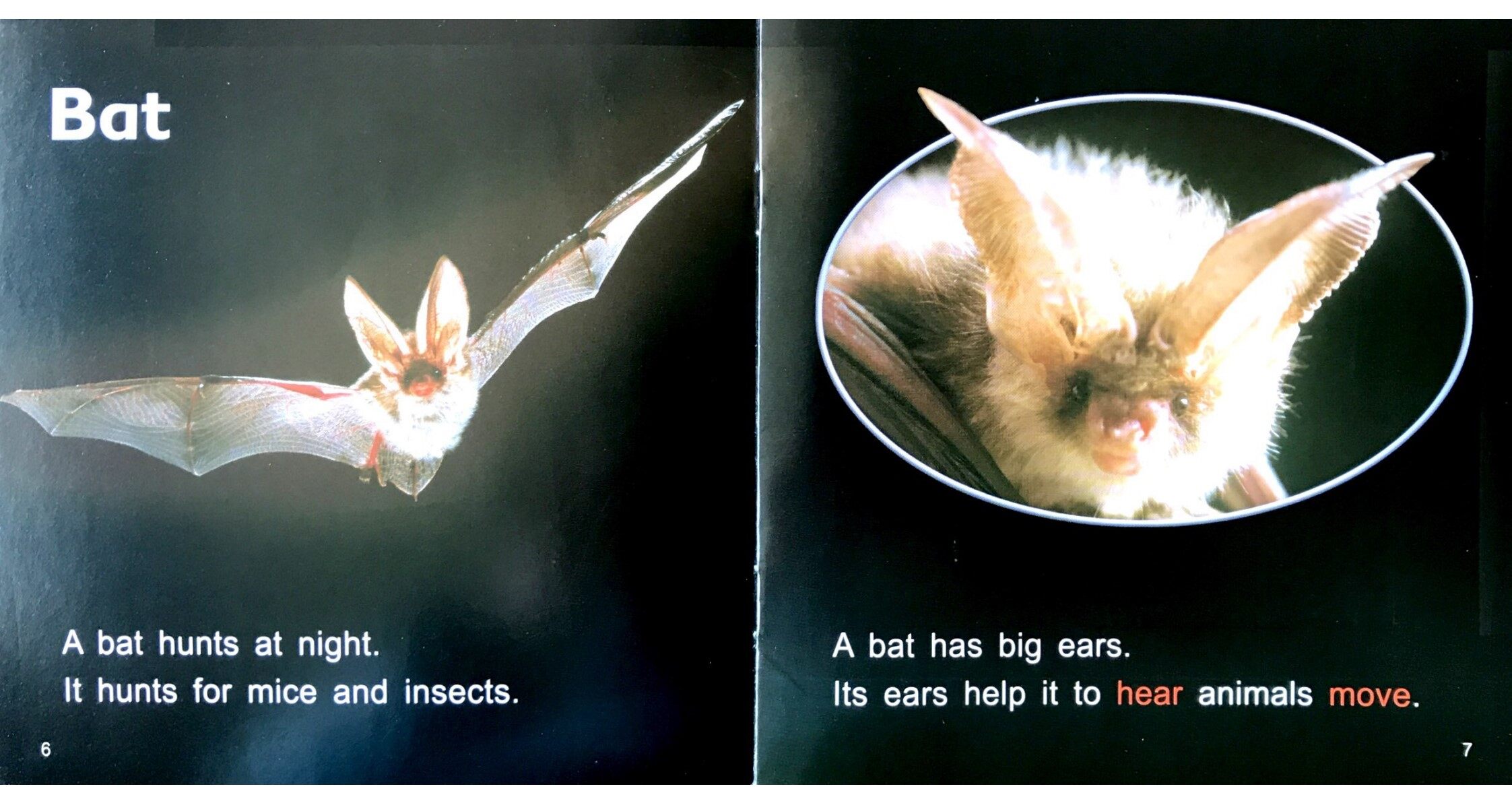 Night Animals绘本故事第5页