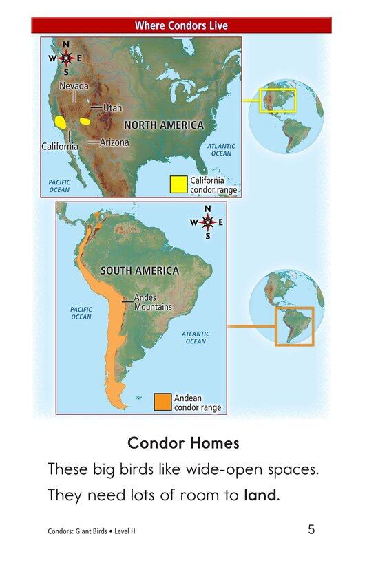 Condors Giant Birds绘本故事第4页