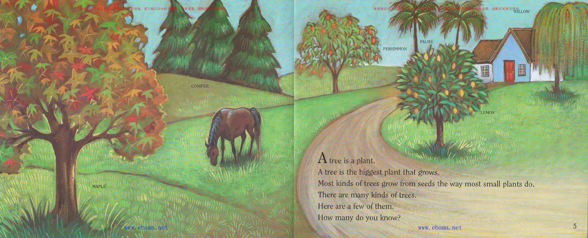 A Tree Is a Plant绘本故事第3页