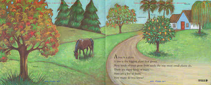 A Tree Is a Plant绘本故事第3页
