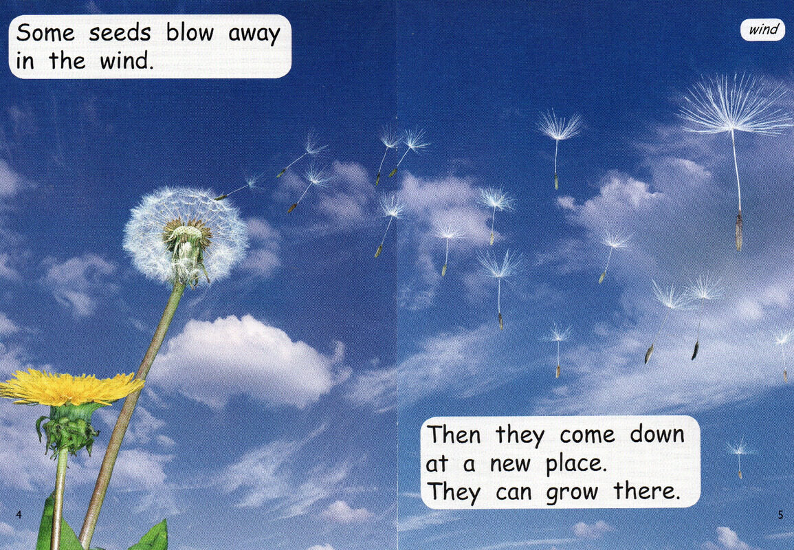 life cycle of a  plant绘本故事第4页