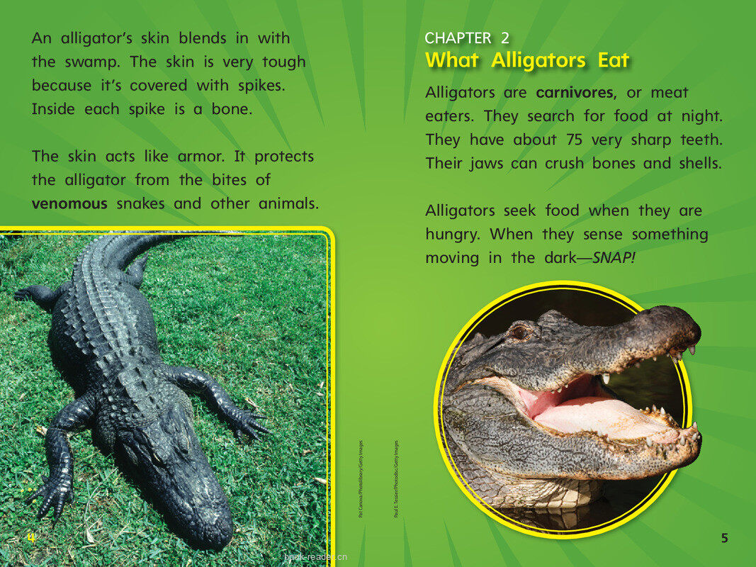 G1 Bey U4W3 Go, Gator!绘本故事第5页