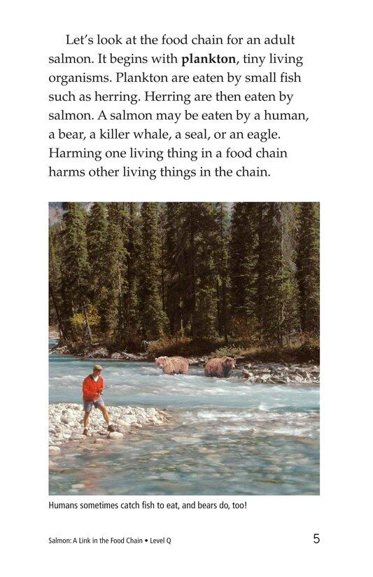 Salmon A Link in the Food Chain绘本故事第4页
