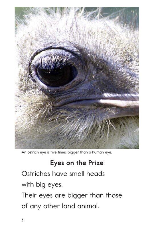 Ostriches Giant Birds绘本故事第5页