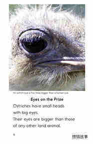Ostriches Giant Birds绘本故事第5页