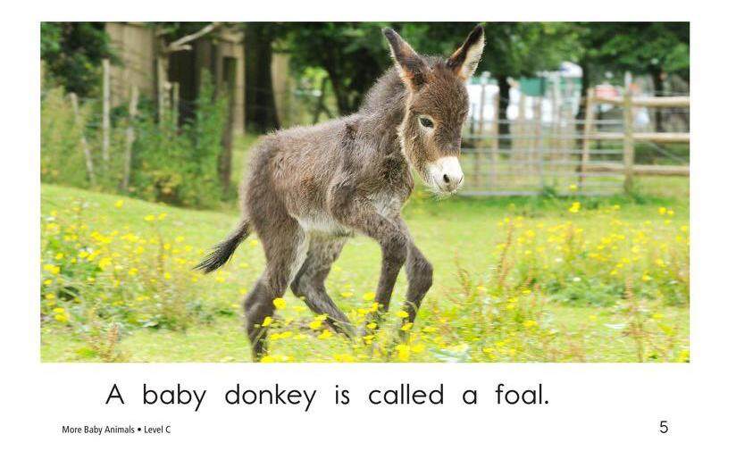 More Baby Animals绘本故事第5页