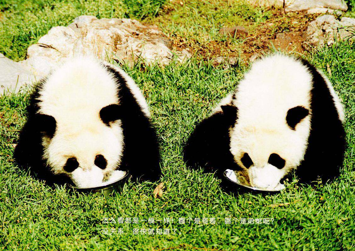 亲子绘本 你好！熊猫兄弟绘本故事第3页