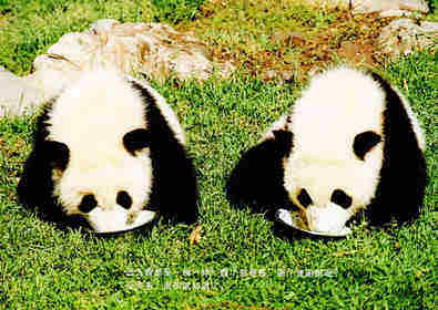 亲子绘本 你好！熊猫兄弟绘本故事第3页