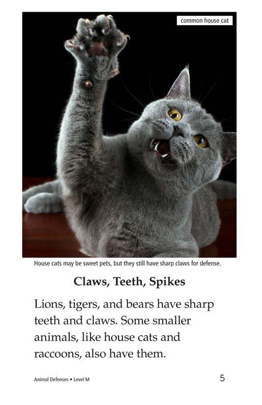 Animal Defenses绘本故事第4页