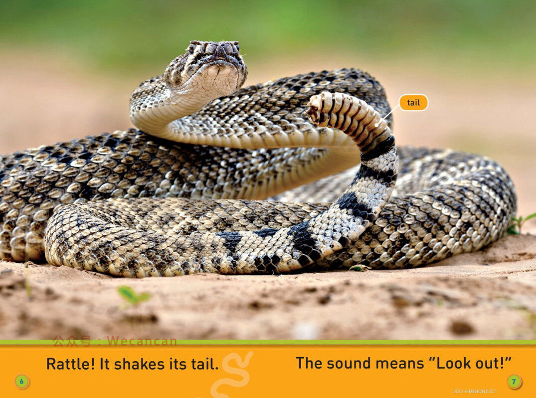 Slither Snake绘本故事第5页