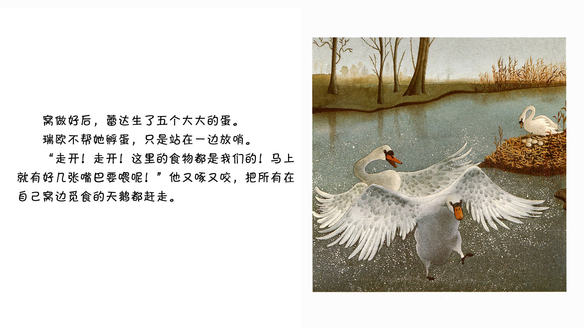 天鹅   绘本故事第5页