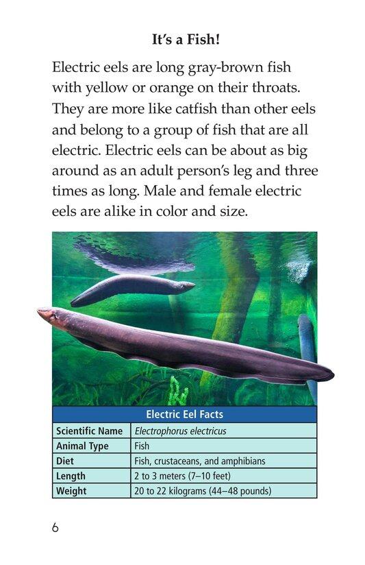 Electric Eels!绘本故事第5页