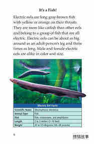 Electric Eels!绘本故事第5页