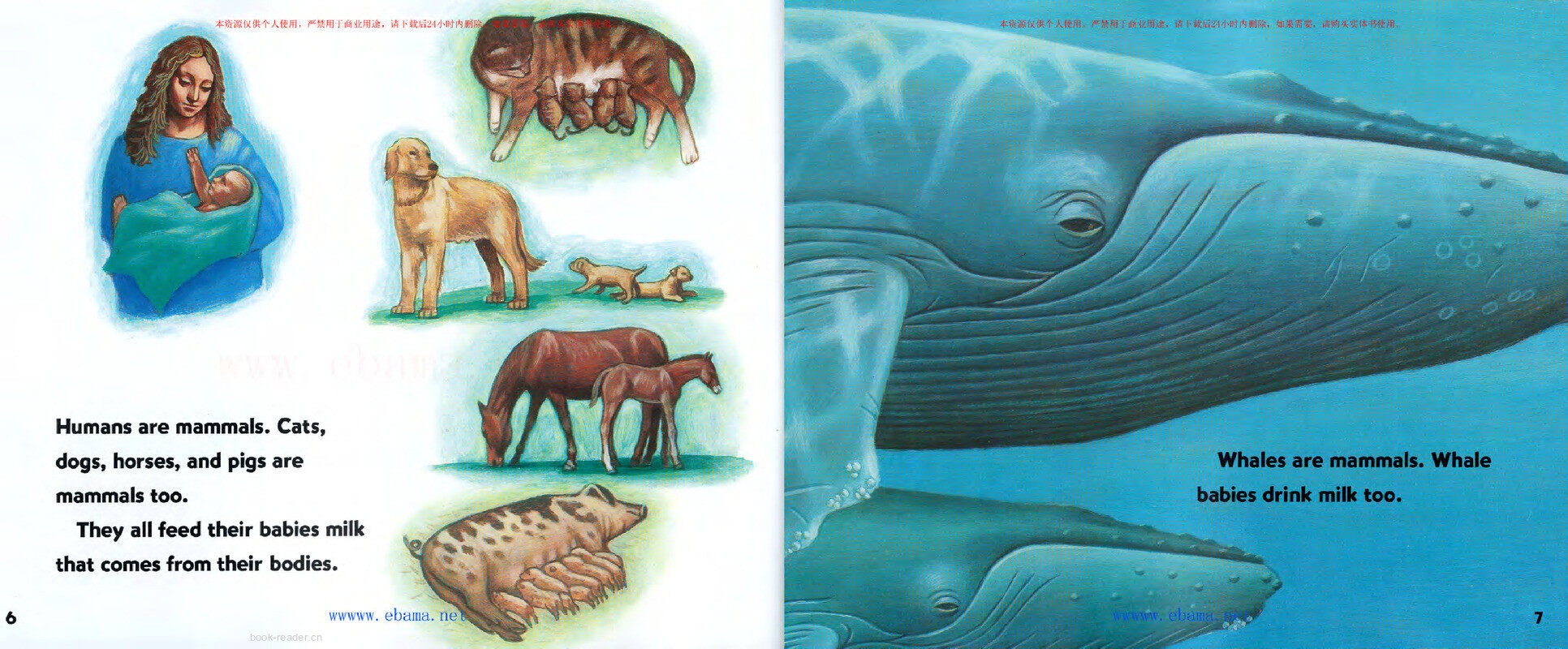 Baby Whales Drink Milk绘本故事第4页