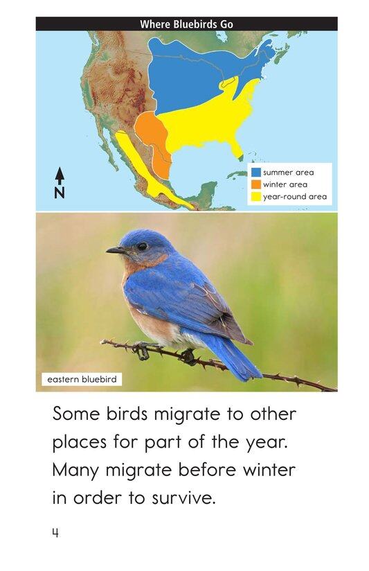 Some Birds Go绘本故事第4页