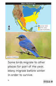 Some Birds Go绘本故事第4页