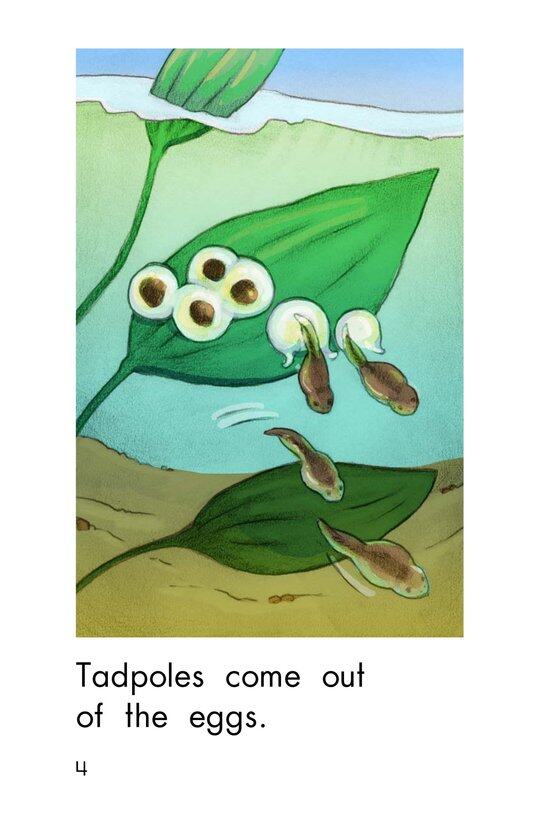 How Frogs Grow绘本故事第4页