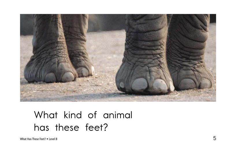 What Has These Feet绘本故事第5页