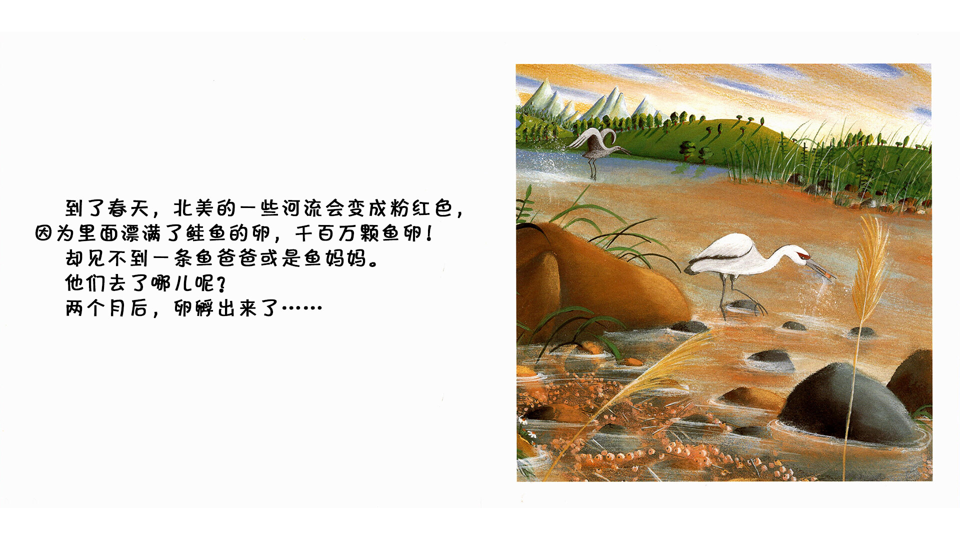 鲑鱼绘本故事第3页