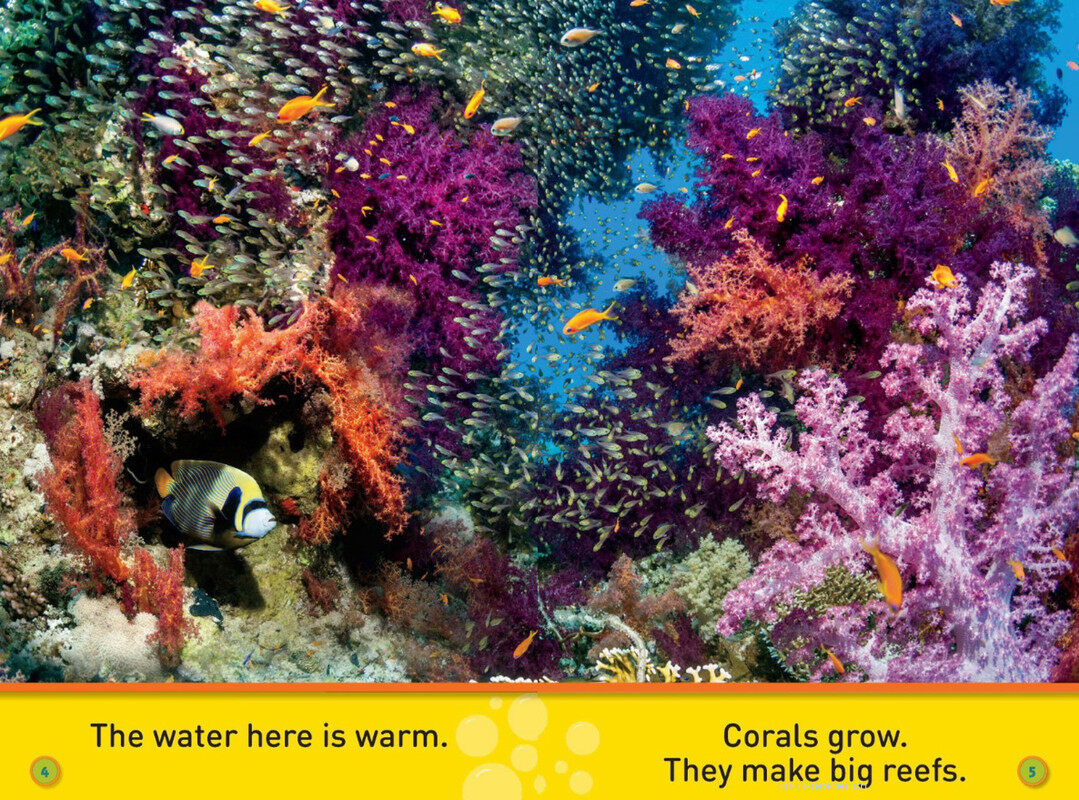 Swim Fish绘本故事第4页