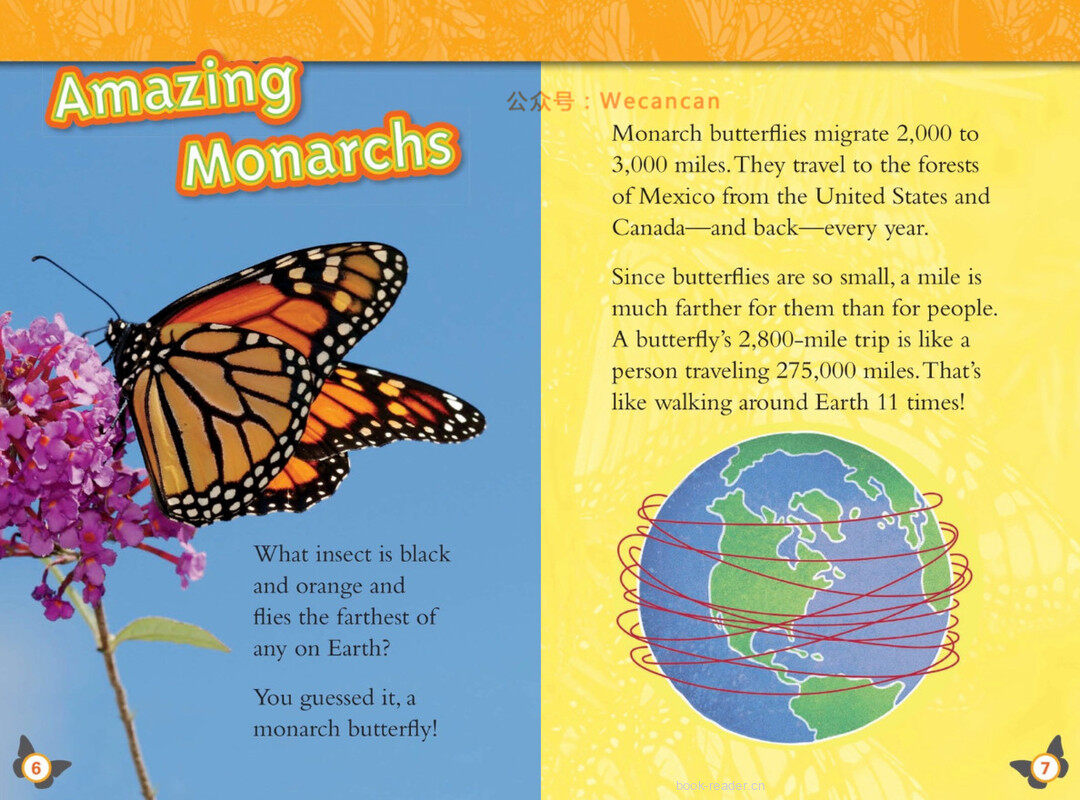 Butterflies绘本故事第4页
