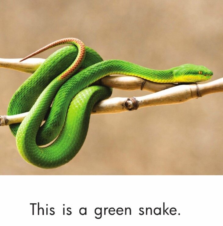 Look Around绘本故事第4页