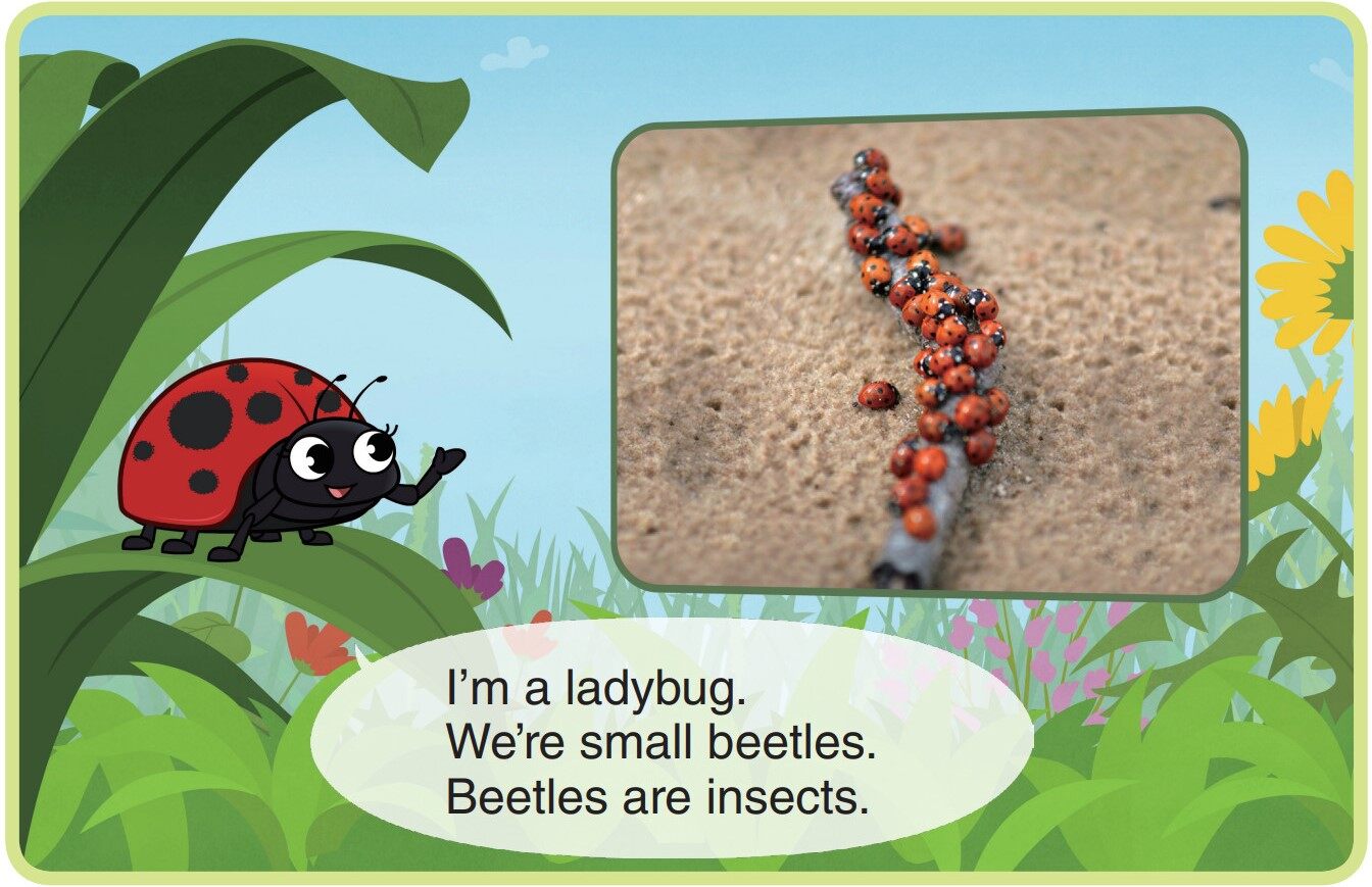 Ladybug绘本故事第3页