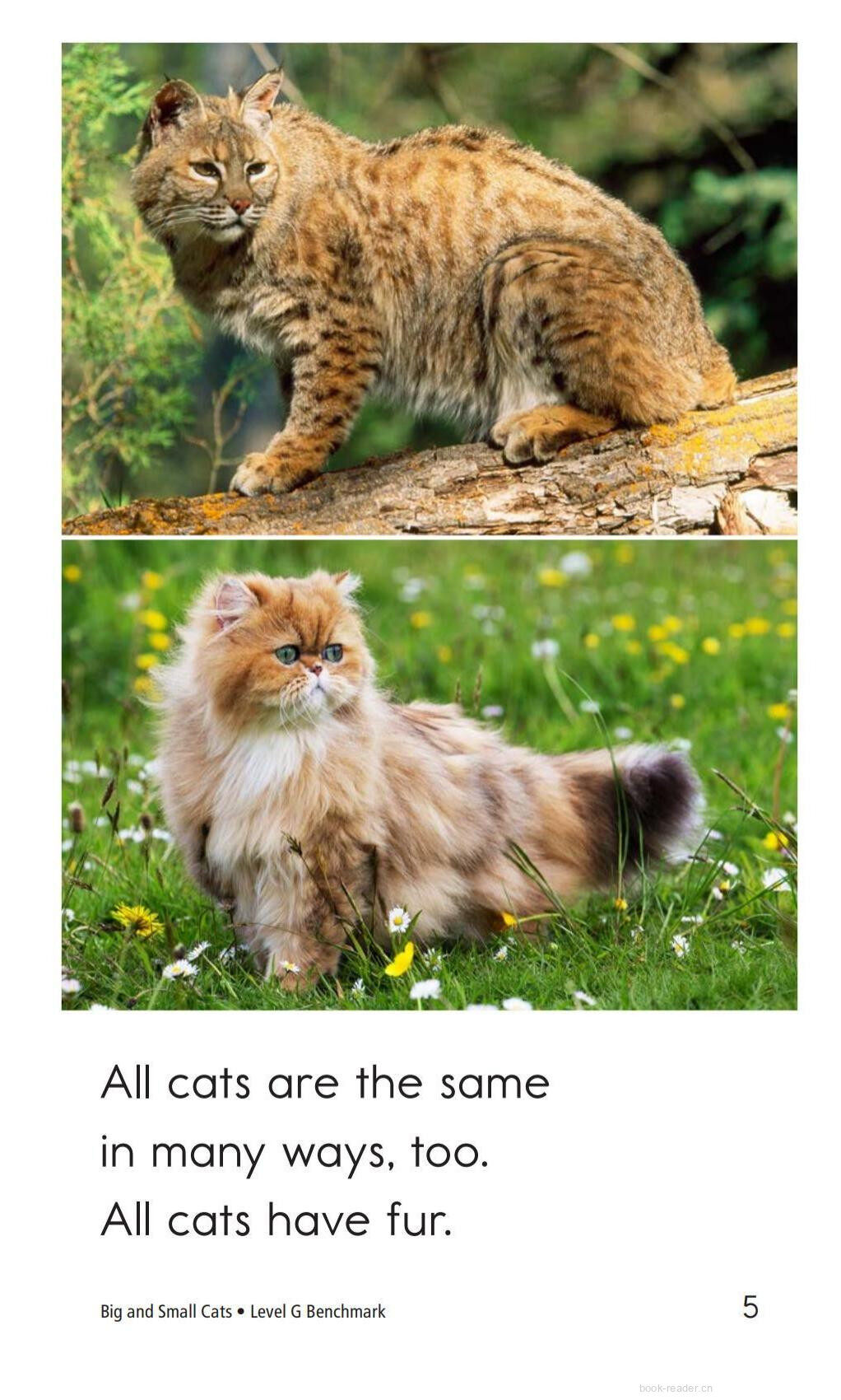 Big and Small Cats绘本故事第5页