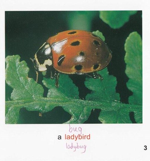 Minibeasts绘本故事第4页