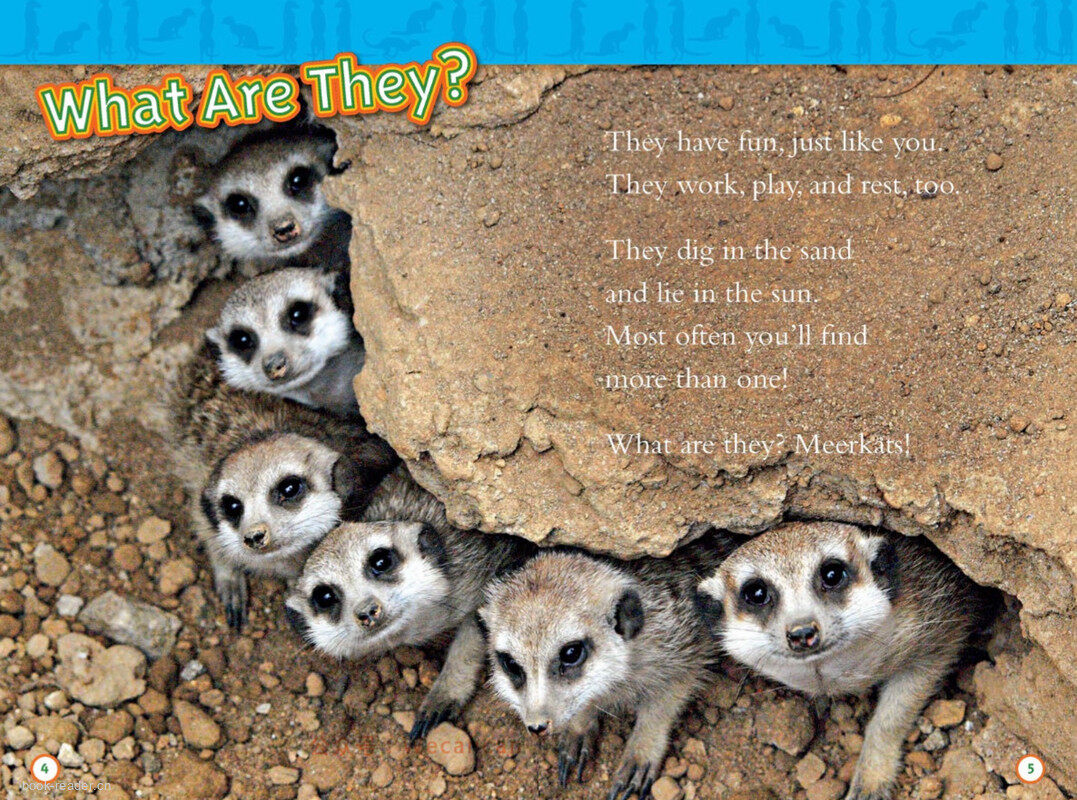 Meerkats绘本故事第3页