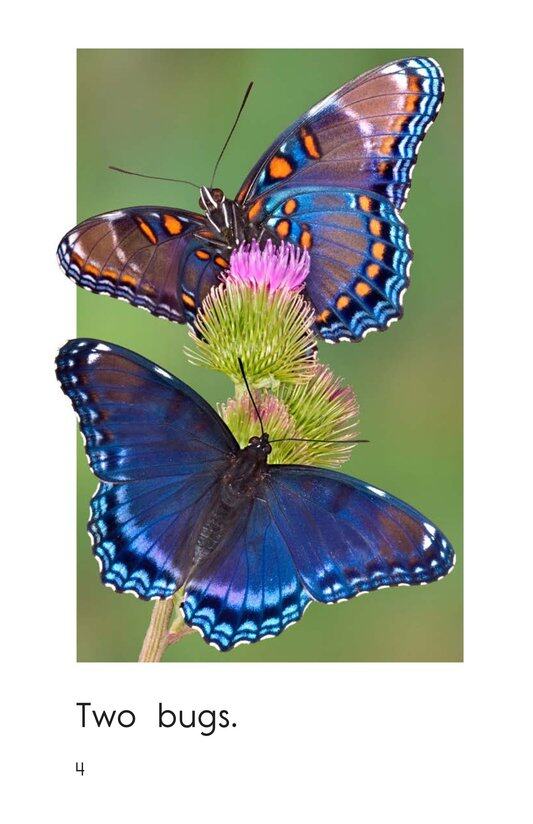 Counting Bugs绘本故事第4页